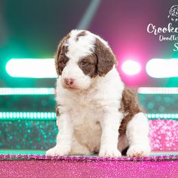 Aussiedoodle, Bordoodle, Goldendoodle, and Sheepadoodle Puppies from Crooked Creek Doodles and Poodles