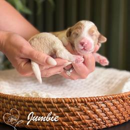 Jumbie - Parti male Goldendoodle puppy in Van Alstyne, Texas from Forest Haven Doodle Co.