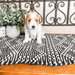 Reece's Pieces - Parti female Goldendoodle puppy in Beaver, Utah from Rocky Ridge Ranch