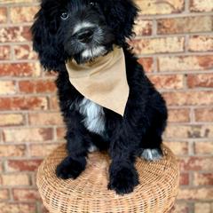 Aussiedoodle, Australian Mountain Doodle, and Bernedoodle Puppies from Magnolia Grove Farms