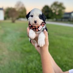 Assorted Doodle Crosses, Aussiedoodle, Australian Mountain Doodle, and Miniature Australian Shepherd Puppies from Aspen Mountain Doodles LLC