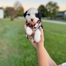Assorted Doodle Crosses, Aussiedoodle, Australian Mountain Doodle, and Miniature Australian Shepherd Puppies from Aspen Mountain Doodles LLC