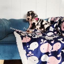 Pink Collar - Harlequin female Great Dane puppy in Alton, Illinois from Show Me Great Danes and Basset Hounds