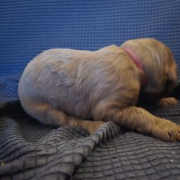 Goldendoodle Puppies from Spirited Doodles