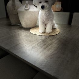 Bubbles - Bichon Frise