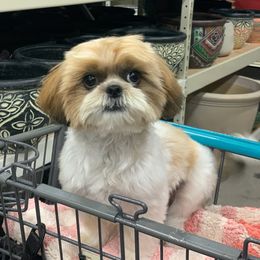 Shih Tzu Puppies from Jocelyn Burkey's Shih Tzus
