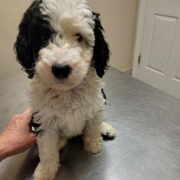 Bernedoodle and Sheepadoodle All Grown Up from Luv My Doodle