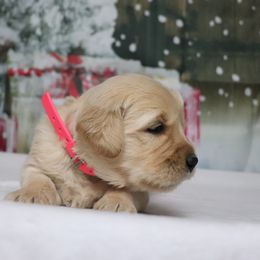 Fox - Golden female Golden Retriever puppy in Great Falls, Montana from VS Golden Fields