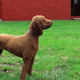 Red - Poodle