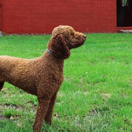 Red - Poodle
