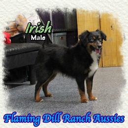 Irish - Black tri male Miniature Australian Shepherd puppy in Forestburg, Texas from Flaming Dill Ranch Aussies