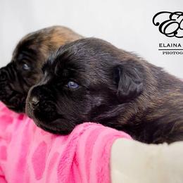Cane Corso Puppies from Serafina Cane Corso