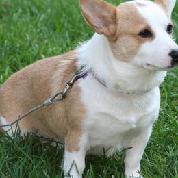 Sugar - Pembroke Welsh Corgi