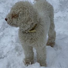 Australian Labradoodle Puppies from Oak Manor Australian Labradoodles LLC