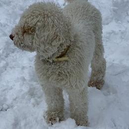 Australian Labradoodle Puppies from Oak Manor Australian Labradoodles LLC