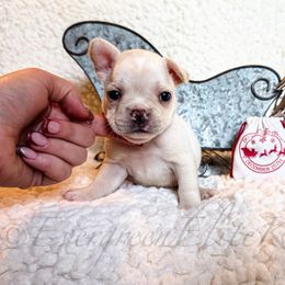 Ivory - Cream female French Bulldog puppy in Tulsa, Oklahoma from EvergreenEliteKennel