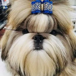 Nash - Shih Tzu