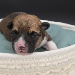 Boy 3 - Sable male Pembroke Welsh Corgi puppy in Dickeyville, Wisconsin from J&R Shepherds & Corgis