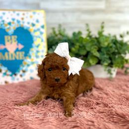 Pink Collar - Red female Cavapoo puppy in St George, Utah from Picture Perfect Doodles