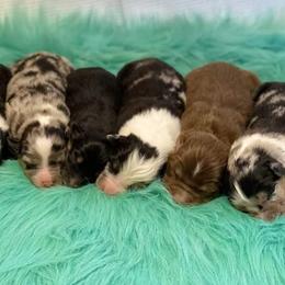 Australian Shepherd Puppies from Beachin' Aussies