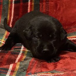 Labrador Retriever Puppies from David Knott's Labrador Retrievers
