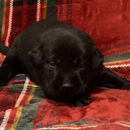 Labrador Retriever Puppies from David Knott's Labrador Retrievers