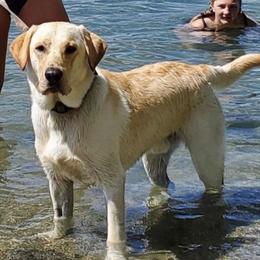 Labrador Retriever All Grown Up from Learn's Labs