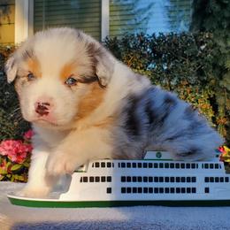 Sinatra - Blue merle female Australian Shepherd puppy in Olympia, Washington from Echelon Australian Shepherds