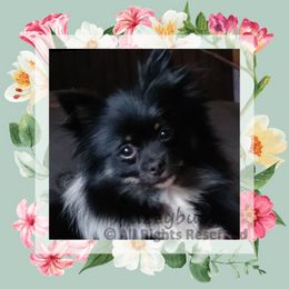 Nova - Pomeranian