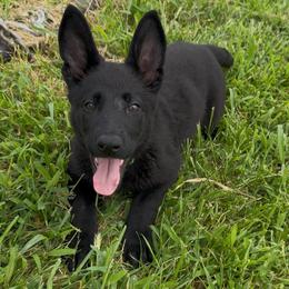 Green girl - Black female German Shepherd puppy in Midway, Kentucky from Von Charry German Shepherd’s