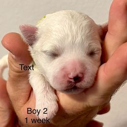 Bichon Frise Puppies from Sissy’s Heavenly Paws