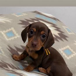 Dove - Chocolate and tan female Dachshund puppy in Jena, Louisiana from Greens Creek Kennel