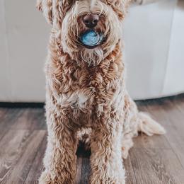 Australian Labradoodles from Heritage Manor Labradoodles