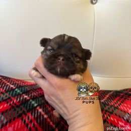 Hazel - Chocolate and tan female Shih Tzu puppy in Walkertown, North Carolina from Lil’ Bit’s Shih Tzu