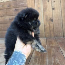 Toby - Black and tan male Pomeranian puppy in Kennedale, Texas from Puppiesnat