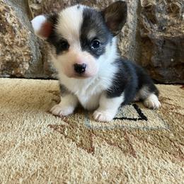 Pembroke Welsh Corgi Puppies from Maria's Pembroke Welsh Corgis