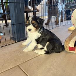Tyler - Black tri-color male Aussiedoodle puppy in Cedar Park, Texas from Lollipups Mini Aussiedoodles