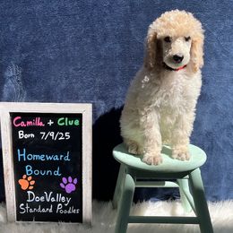 Red Collar - Cream male Poodle puppy in Athol, Massachusetts from DoeValley Standard Poodles