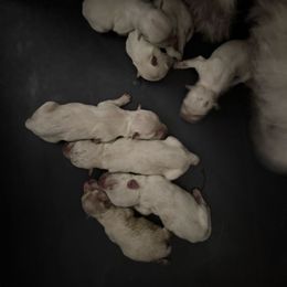 6 - White female West Highland White Terrier puppy in Prudenville, Michigan from Randy Ellen West Highland White Terriers of Michigan