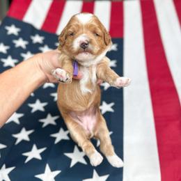 Bretagne - Red  female Goldendoodle puppy in Sterling, Illinois from Charley's Goldendoodles