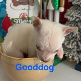 Micro Tinker Bell 3lb under 4999 - White female Chihuahua puppy in Las Vegas, Nevada from Quality Poms Chihuahua Yorkies of Las vegas