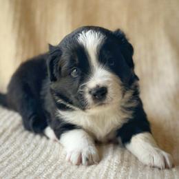 Jett - Black tri male Miniature Australian Shepherd puppy in Wesley Chapel, Florida from August Oaks Aussies