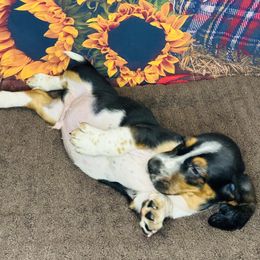 Basset Hound Puppies from S&G's Bassets