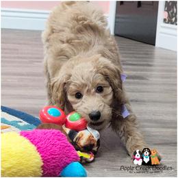 Sunnie- OFA.Genetics.2 Year Warranty. - Cream female Goldendoodle puppy in Jeddo, Michigan from Apple Creek Doodles