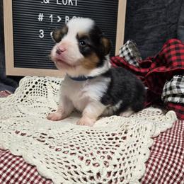 1 blue collar boy - Black and tan male Pembroke Welsh Corgi puppy in Harrisburg, Illinois from Parish Corgis