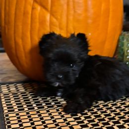 Girl 1 - Black and tan female Yorkshire Terrier puppy in Lafayette, Georgia from Berggipfel Yorkies