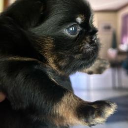 Kenny G Maze - Black and tan male Brussels Griffon puppy in Boyd, Minnesota from Maze Brussels Griffons