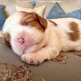 Archie - Blenheim male Cavalier King Charles Spaniel puppy in Hemphill, Texas from Toledo Bend Cavaliers