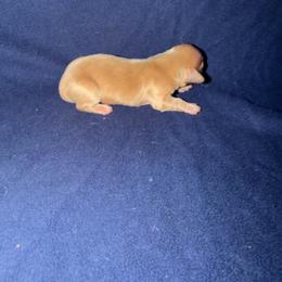 Boy 2 - Cream male Dachshund puppy in New Braunfels, Texas from Wurst Doxies