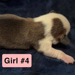 Pembroke Welsh Corgi Puppies from Kelsie Prieskorn